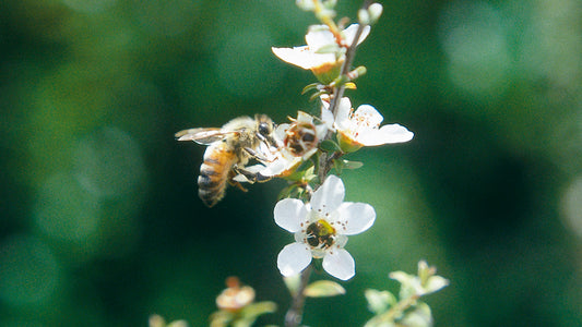 How to Save The Bees from Your Own Backyard