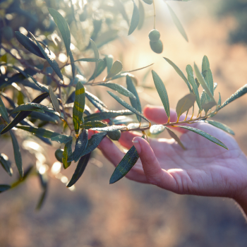The Science Behind Free Radicals and How Olive Leaf Extract Can Help