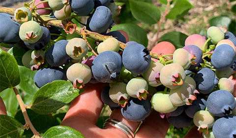 hand holding blueberries on a bush stem