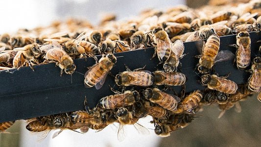 10 Interesting Facts About the Honey Bees