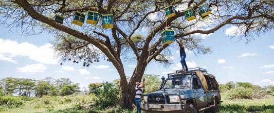 Comvita and Saving The Wild Kimana Bee Project
