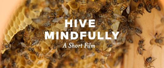 Hive Mindfully: A Documentary Short Film