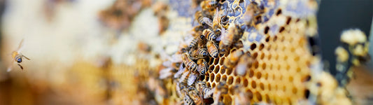 Everything You Need To Know About Bee Propolis