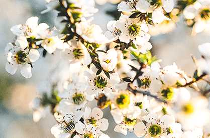 The Manuka Flower - Everything You Need to Know