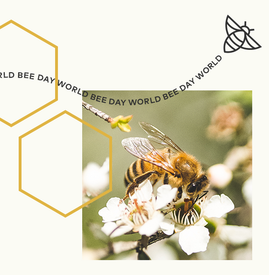 Comvita to Rescue Over 10 Million Bees with US Beekeepers