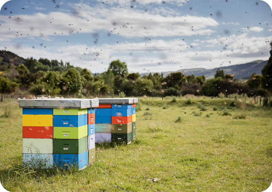bee hive boxes multicolored in a field with bees flying around in the sky