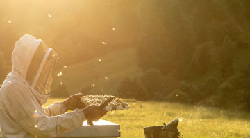 beekeeper holding a bee frame