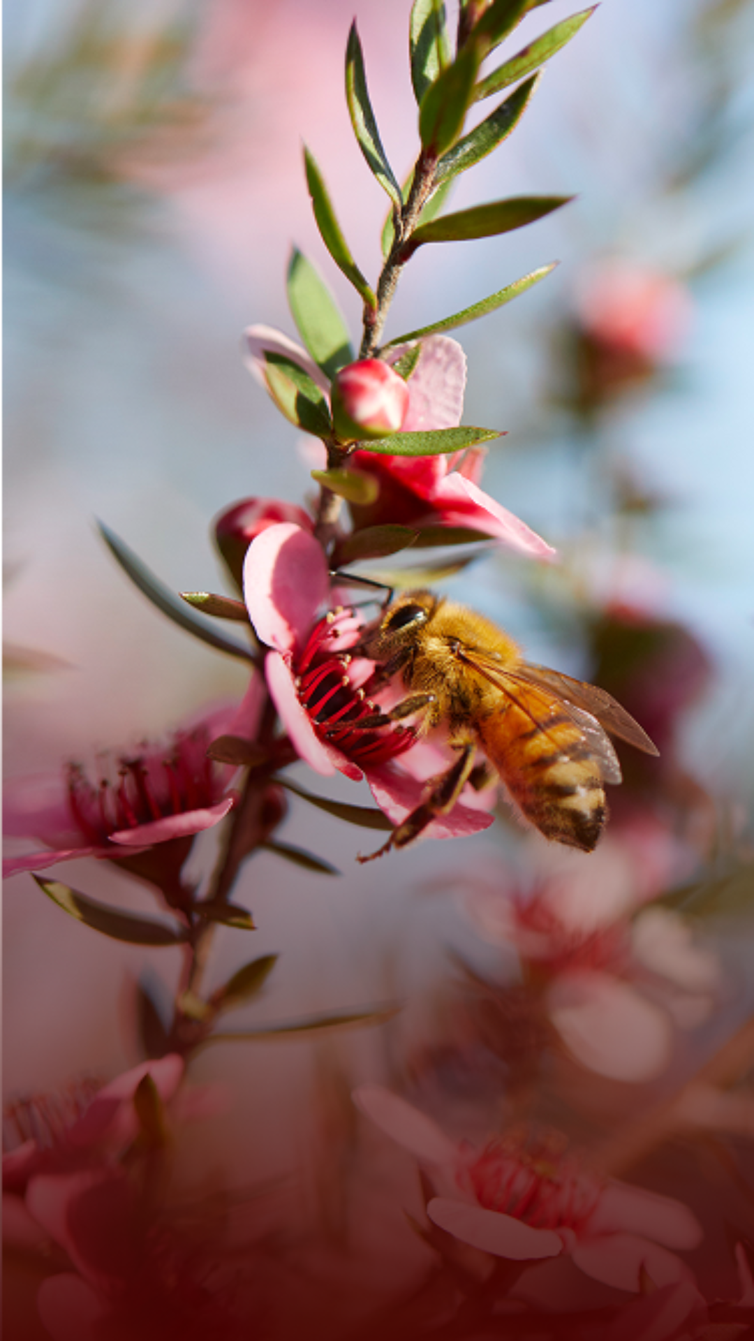 bee on a manuka flower