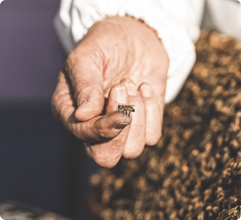 hand with a bee on its finger