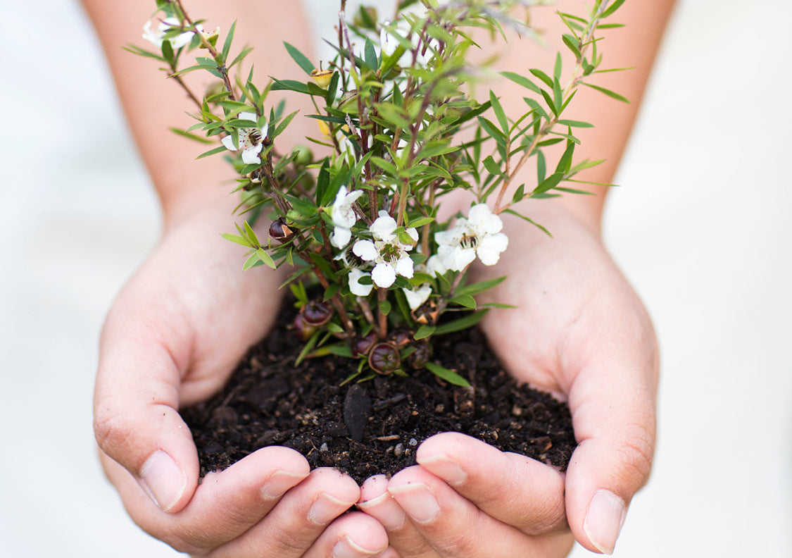 hands holding soil and plant