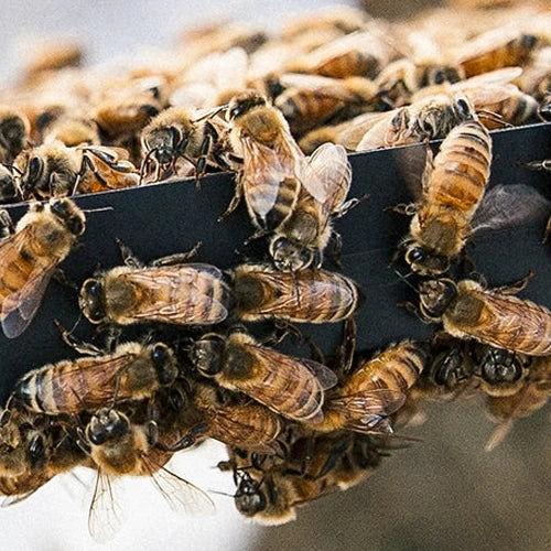10 Interesting Facts About the Honey Bees