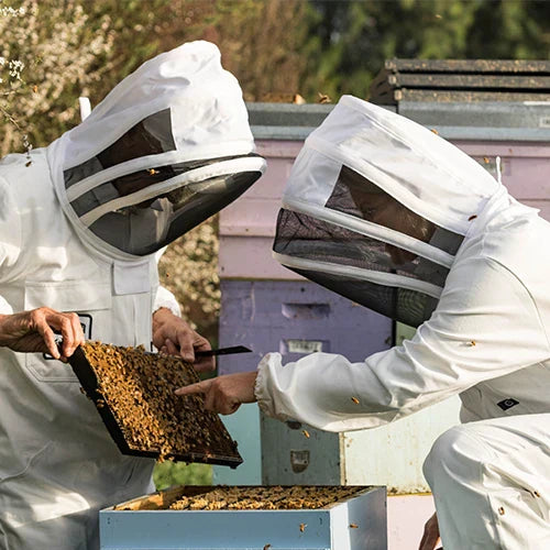 Harnessing the Power of Mānuka Honey to Combat Antimicrobial Resistance