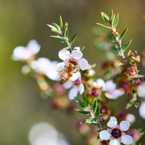 Why Flowers Matter More Than Ever for Bees and Pollinators
