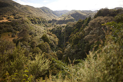 The Potency of Raw Manuka Honey