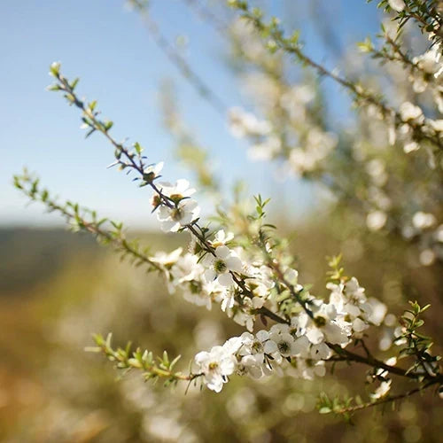 Comvita’s B Corp Commitment to People and Planet