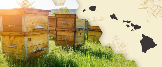 The Hawaiian History of Honey Bees, from a Beekeeper's Perspective