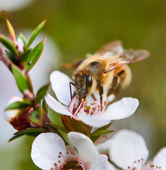 In Harmony with Nature - Comvita’s Sustainability Initiatives