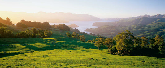 Making Mānuka Honey's Highest Standards: a Q&A with Comvita's Head of Research