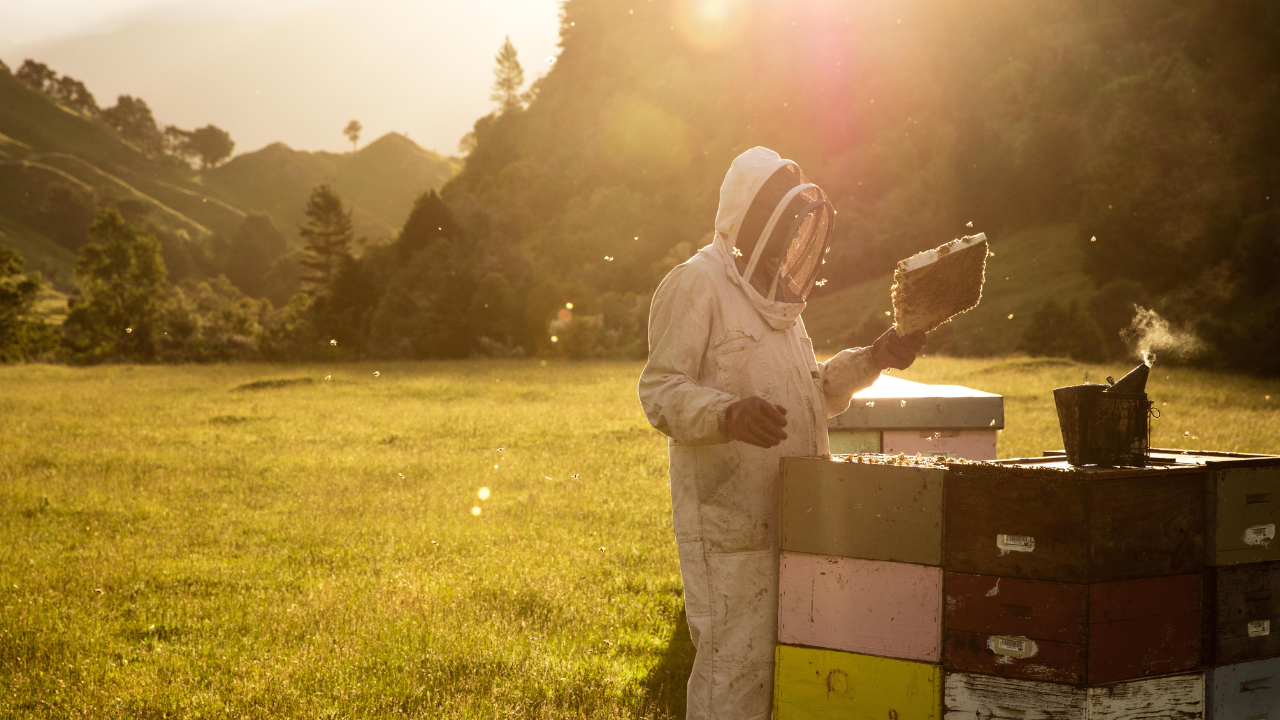 grass landscape with beekeeper by beekeeping boxes