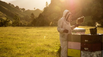 grass landscape with beekeeper by beekeeping boxes