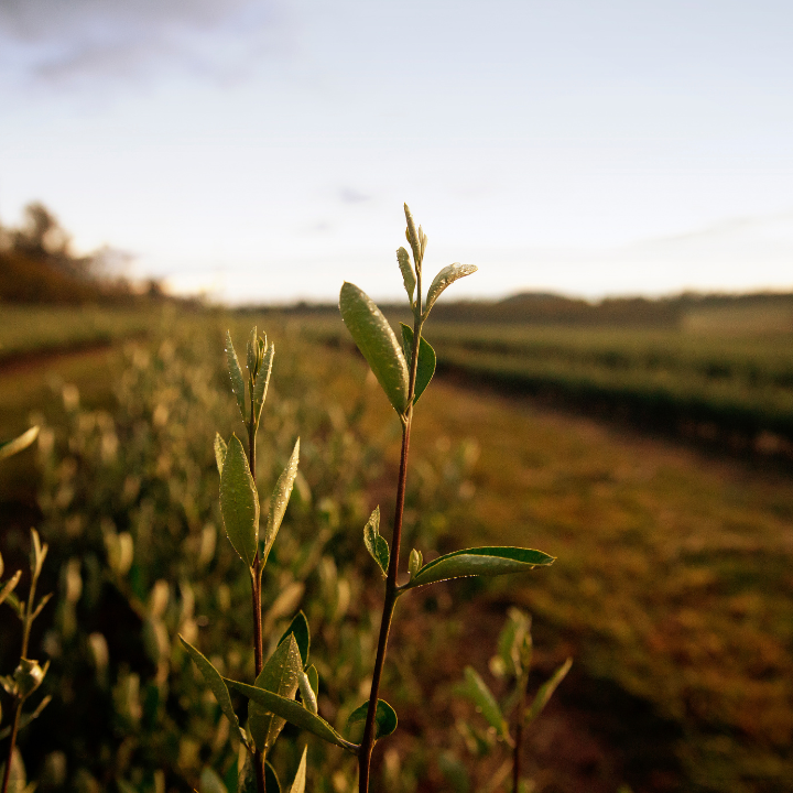 Olive Leaf
