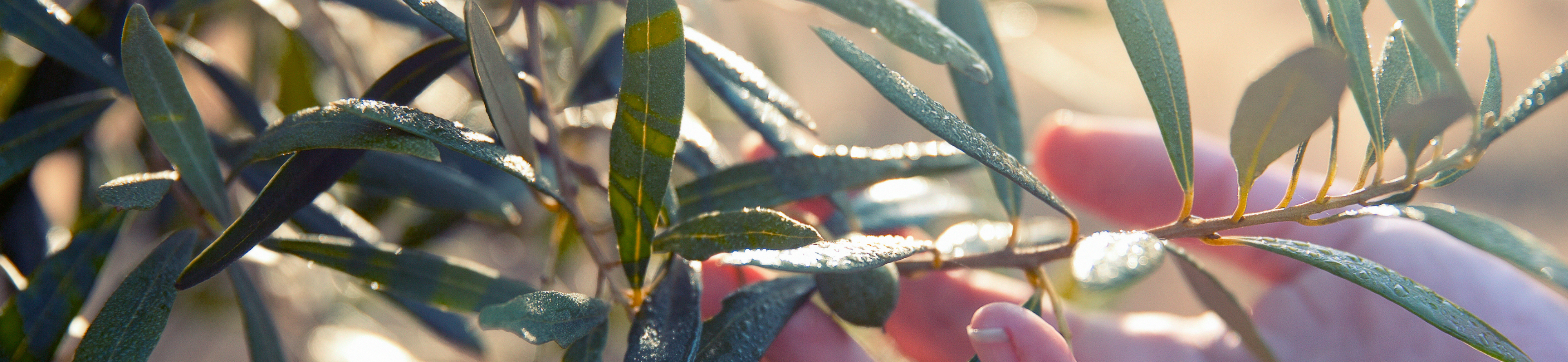 Olive Leaf