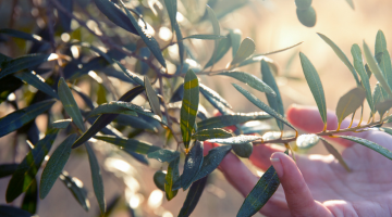 Olive Leaf