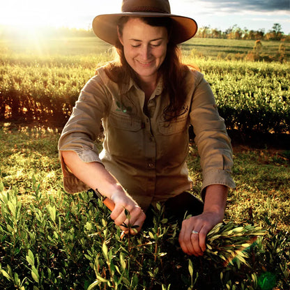 Woman working in a Olive Leaf field with a hat, surrounded by Olive Leaf bushes.