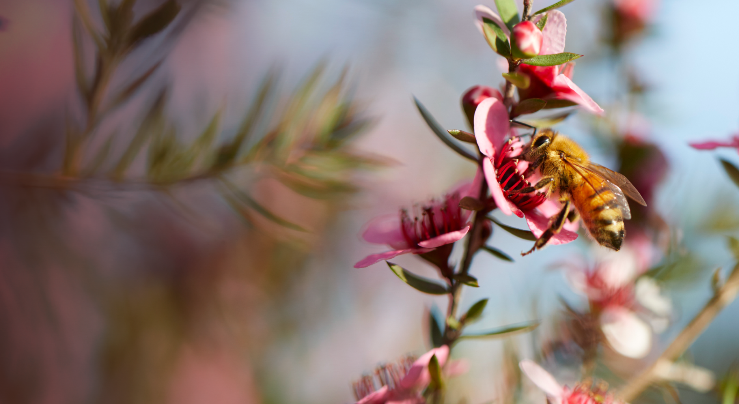 bee on manuka bush flower