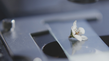 manuka flower on metal plate