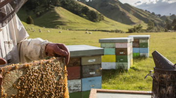 bee boxes in a field