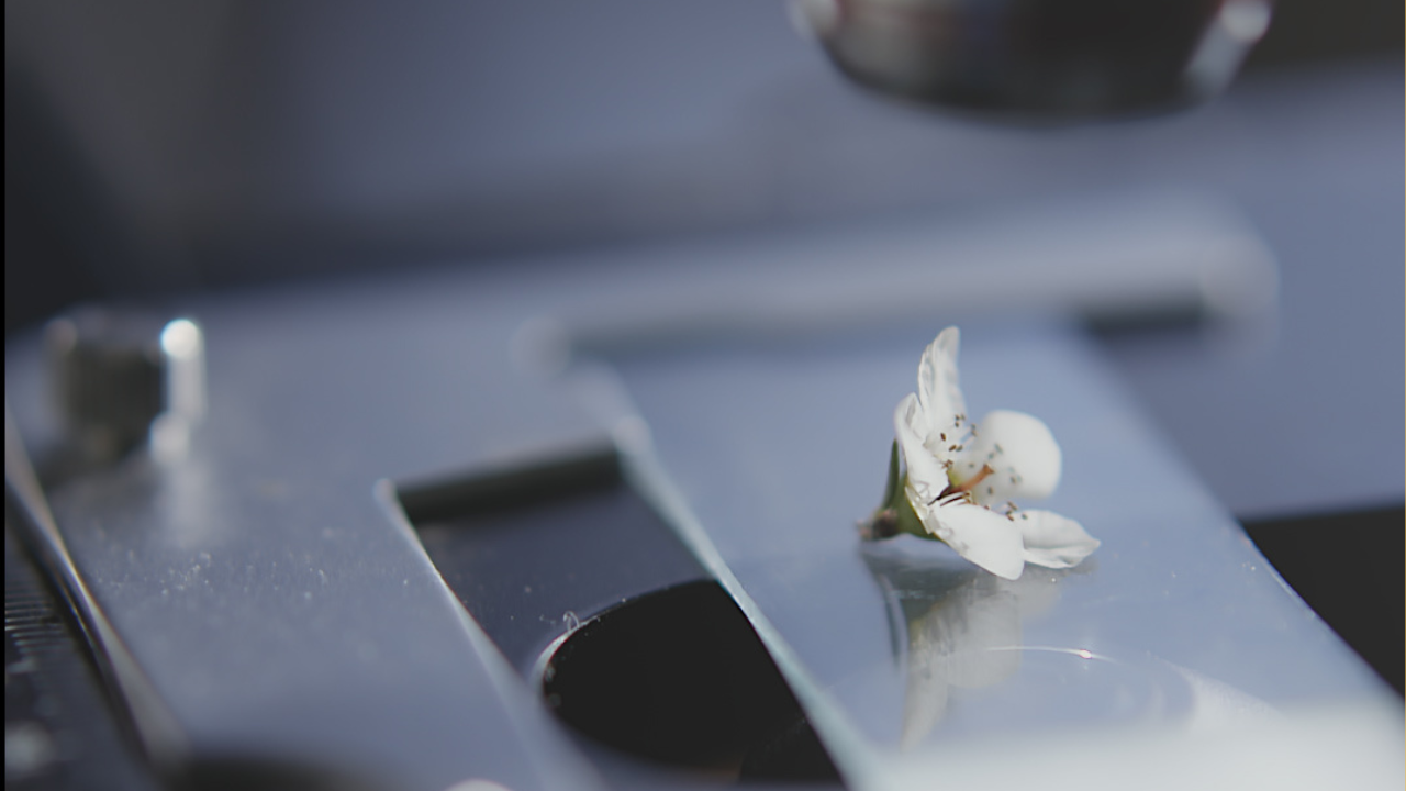 manuka flower on metal plate