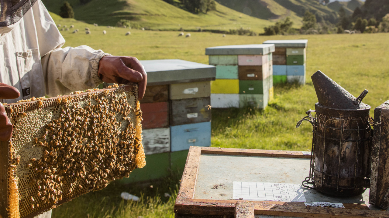 beekeeper with bee frame in field