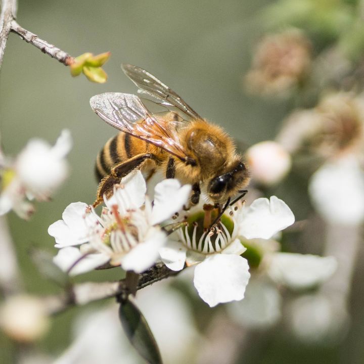 bee on flower