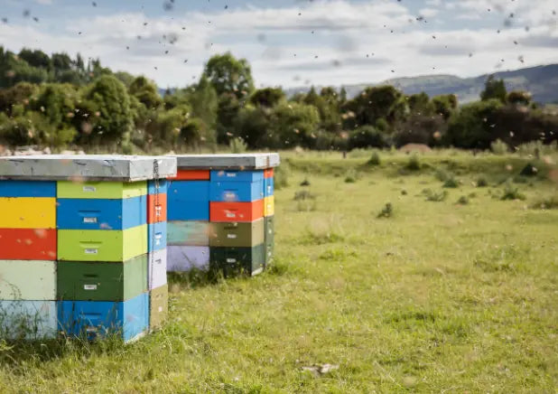 Colorful beehives in a field with bees around