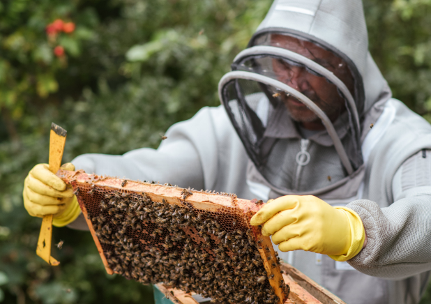 man holding bee frame