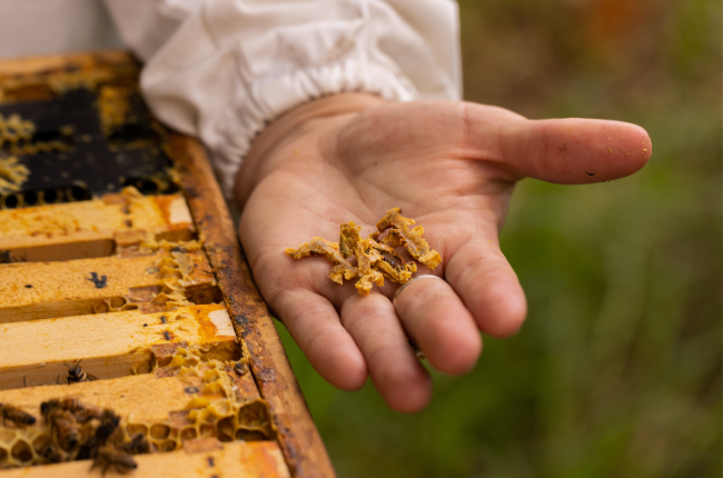 bee propolis in hand